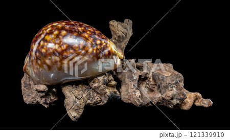 Cypraea caputserpentis shell on driftwood black background 121339910