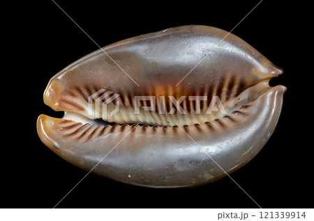 Cypraea caputserpentis Seashell  black background 121339914