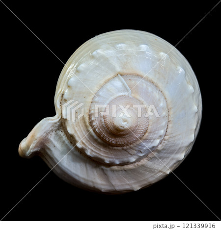 Smooth Helmet Shell Phalium glaucum on Black Background 121339916