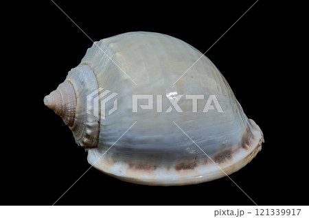 Smooth Helmet Shell Phalium glaucum on Black Background 121339917