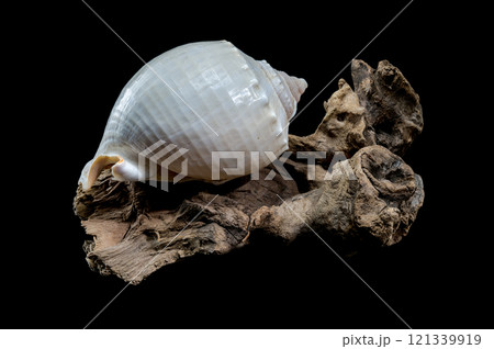 Phalium glaucum shell on driftwood black background 121339919