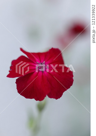 赤いスイセンノウの花 121339922