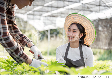 Couple Enjoying Gardening Together with Herbs and Cannabis in a Lush Greenhouse Setting 121340044