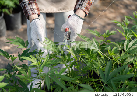 Gardener Tending to Herb Plants in a Lush Agricultural Setting with Pruning Shears and Gloves Gardener Tending to Herb Plants in a Lush Agricultural Setting with Pruning Shears and Gloves 121340059