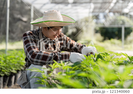Gardener Cultivating Herbs in a Greenhouse Setting for Sustainable Agriculture and Organic Farming Practices Gardener Cultivating Herbs in a Greenhouse Setting for Sustainable Agriculture and Organic Farming Practices 121340060
