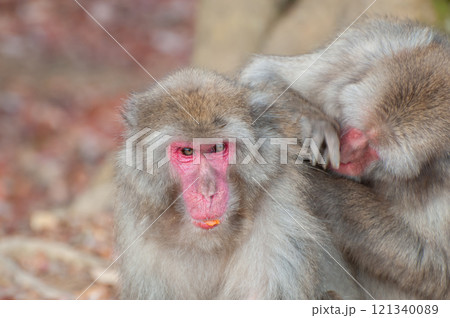 毛繕いするニホンザル　嵐山モンキーパークいわたやま 121340089