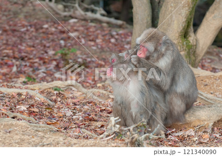 毛繕いするニホンザル 嵐山モンキーパークいわたやま 毛繕いするニホンザル 嵐山モンキーパークいわたやま 121340090