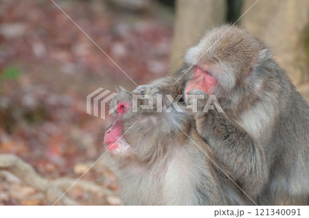 毛繕いするニホンザル　嵐山モンキーパークいわたやま 121340091