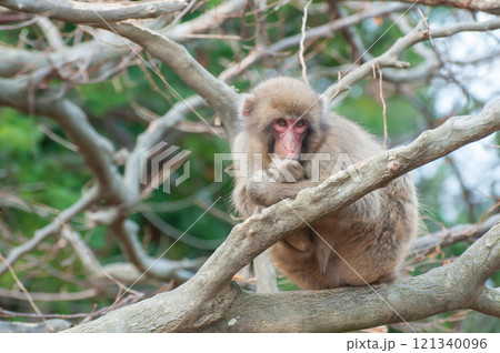 木の上のニホンザル　嵐山モンキーパークいわたやま 121340096