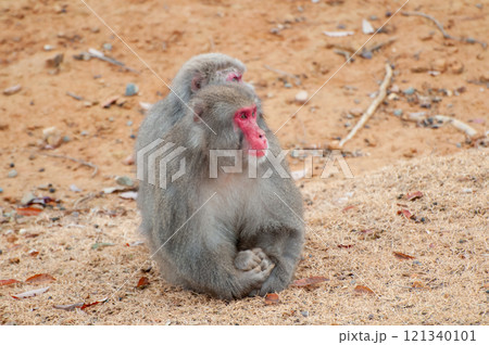 ニホンザル 嵐山モンキーパークいわたやま ニホンザル 嵐山モンキーパークいわたやま 121340101