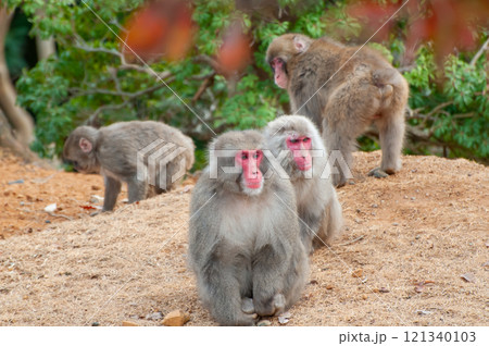 ニホンザル 嵐山モンキーパークいわたやま ニホンザル 嵐山モンキーパークいわたやま 121340103