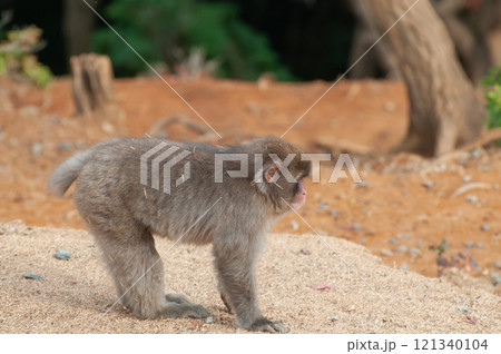 ニホンザル 嵐山モンキーパークいわたやま ニホンザル 嵐山モンキーパークいわたやま 121340104