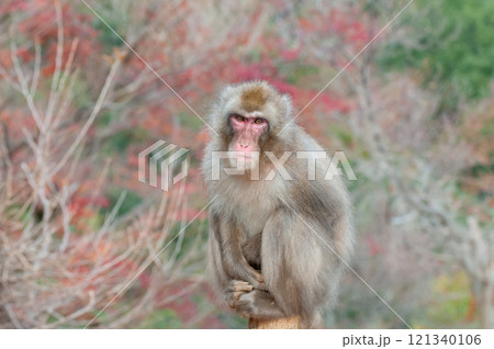木の上のニホンザル　嵐山モンキーパークいわたやま 121340106