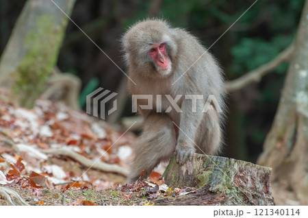 ニホンザル　嵐山モンキーパークいわたやま 121340114