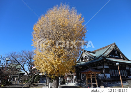 妙善寺の大銀杏(神奈川県藤沢市藤沢1丁目) 妙善寺の大銀杏(神奈川県藤沢市藤沢1丁目) 121340125