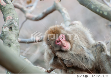 木の上のニホンザル 嵐山モンキーパークいわたやま 木の上のニホンザル 嵐山モンキーパークいわたやま 121340186