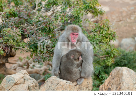 ニホンザルの親子　嵐山モンキーパークいわたやま 121340191