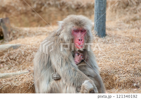 ニホンザルの親子　嵐山モンキーパークいわたやま 121340192