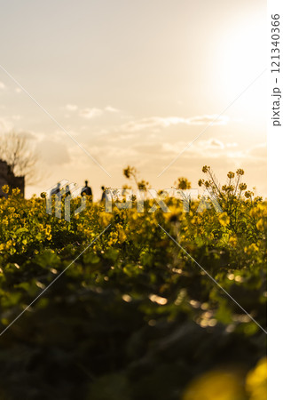 夕陽に染まる菜の花畑 121340366