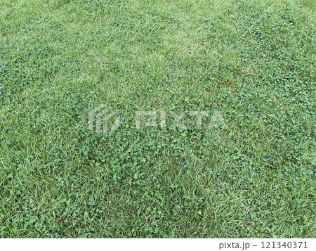 芝生とクローバー 芝生とクローバー 121340371