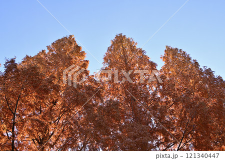 紅葉したメタセコイアの大木 121340447