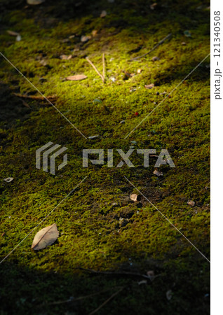 公園の中で出会ったひかりと苔 121340508