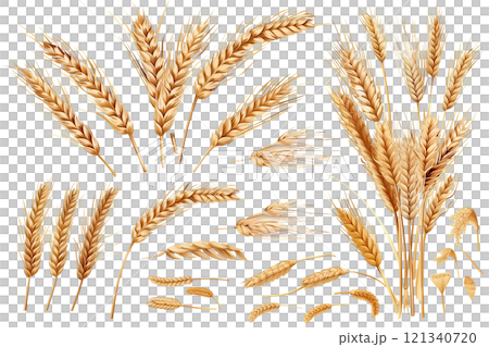 Wheat ears isolated on white background png transparent clipart. 121340720