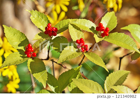 赤いセンリョウの実（冬、十二月） 121340982