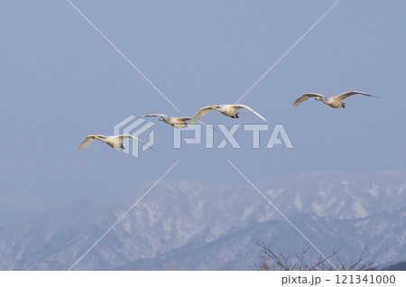 4羽の白鳥の飛翔 4羽の白鳥の飛翔 121341000