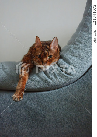 Cute cat resting on couch with extended paw. 121341072