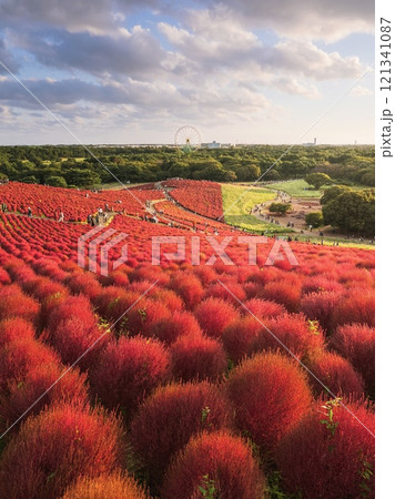 みはらしの丘から見た赤く染まったコキア みはらしの丘から見た赤く染まったコキア 121341087