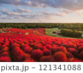 みはらしの丘から見た赤く染まったコキア 121341088