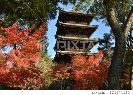 秋の仁和寺　鮮やかなモミジと五重塔【重文】 121341120