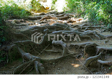 八王子城 要害地区の山道【東京都八王子市】 八王子城 要害地区の山道【東京都八王子市】 121341149