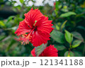 赤いハイビスカス 121341188