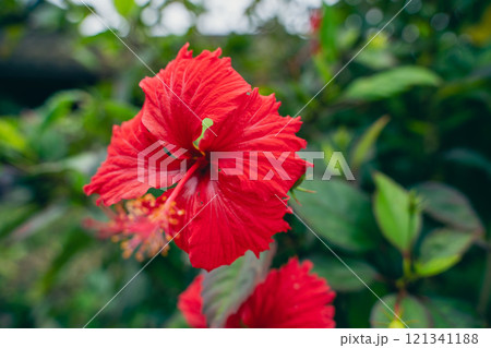 赤いハイビスカス 121341188