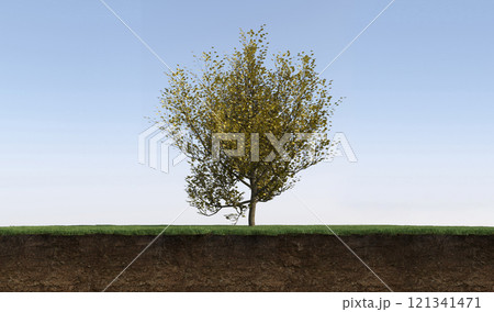tree on the grass and a slice of soil under it, 3d render 121341471