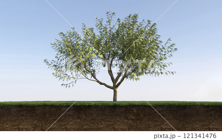 tree on the grass and a slice of soil under it, 3d render tree on the grass and a slice of soil under it, 3d render 121341476