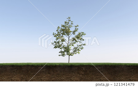 tree on the grass and a slice of soil under it, 3d render tree on the grass and a slice of soil under it, 3d render 121341479
