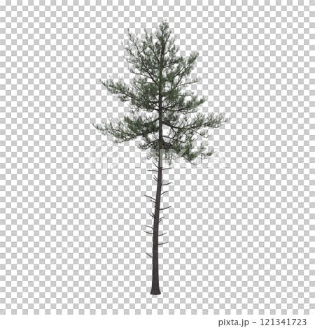big tree, isolate on a transparent background, 3d illustration 121341723