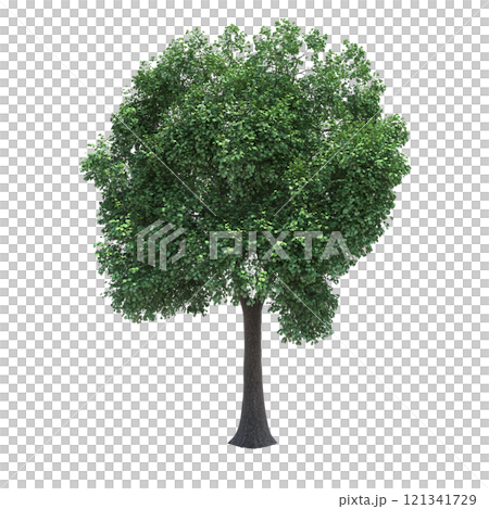 big tree, isolate on a transparent background, 3d illustration big tree, isolate on a transparent background, 3d illustration 121341729