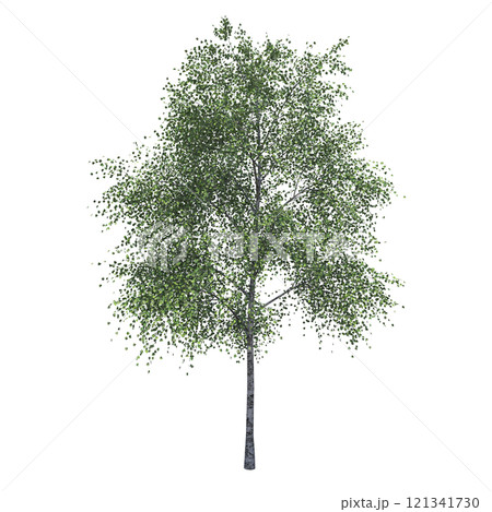 big tree, isolate on a transparent background,...のイラスト素材 [121341730 ...
