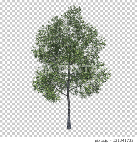 big tree, isolate on a transparent background, 3d illustration big tree, isolate on a transparent background, 3d illustration 121341732