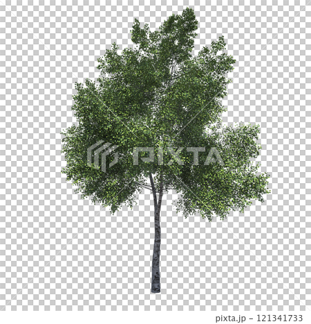 big tree, isolate on a transparent background, 3d illustration big tree, isolate on a transparent background, 3d illustration 121341733