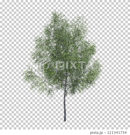 big tree, isolate on a transparent background, 3d illustration 121341734