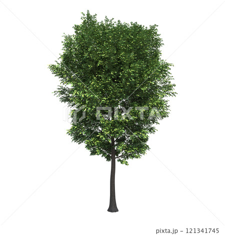 big tree, isolate on a transparent background,...のイラスト素材 [121341745 ...
