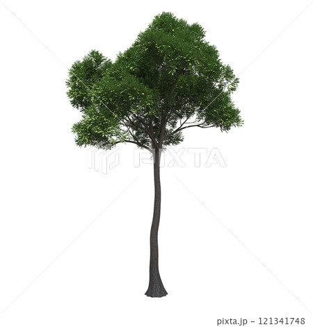 big tree, isolate on a transparent background, 3d illustration 121341748