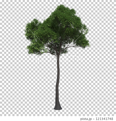 big tree, isolate on a transparent background, 3d illustration 121341748