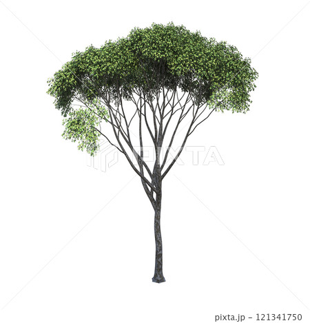 big tree, isolate on a transparent background,...のイラスト素材 [121341750 ...