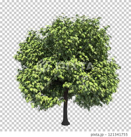 big tree, isolate on a transparent background, 3d illustration big tree, isolate on a transparent background, 3d illustration 121341755